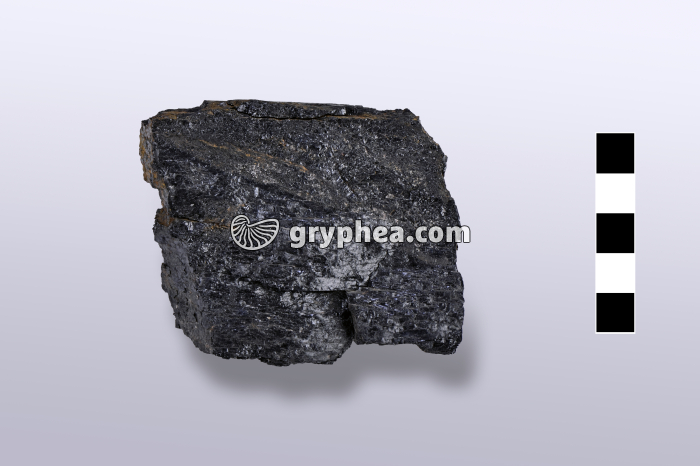 Lignite - échantillon - gryphea.org